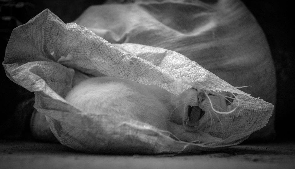 pourquoi le voyant abs reste allume et comment y remedier