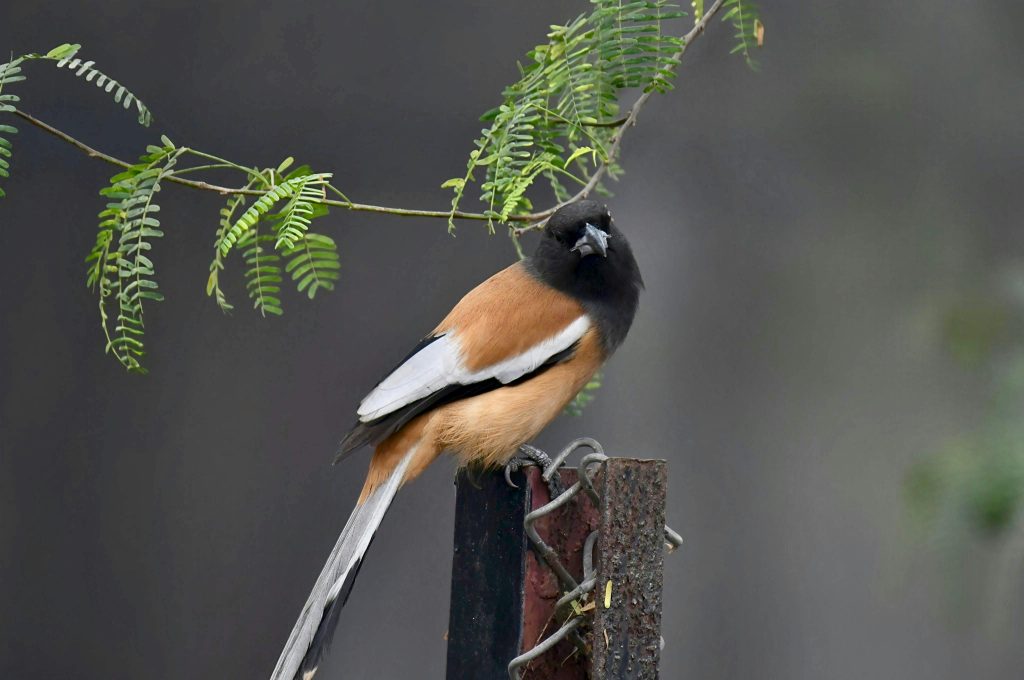 pourquoi mon telephone nenregistre plus les photos et comment y remedier